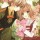 The Look of Love: A Cardcaptor Sakura Moment